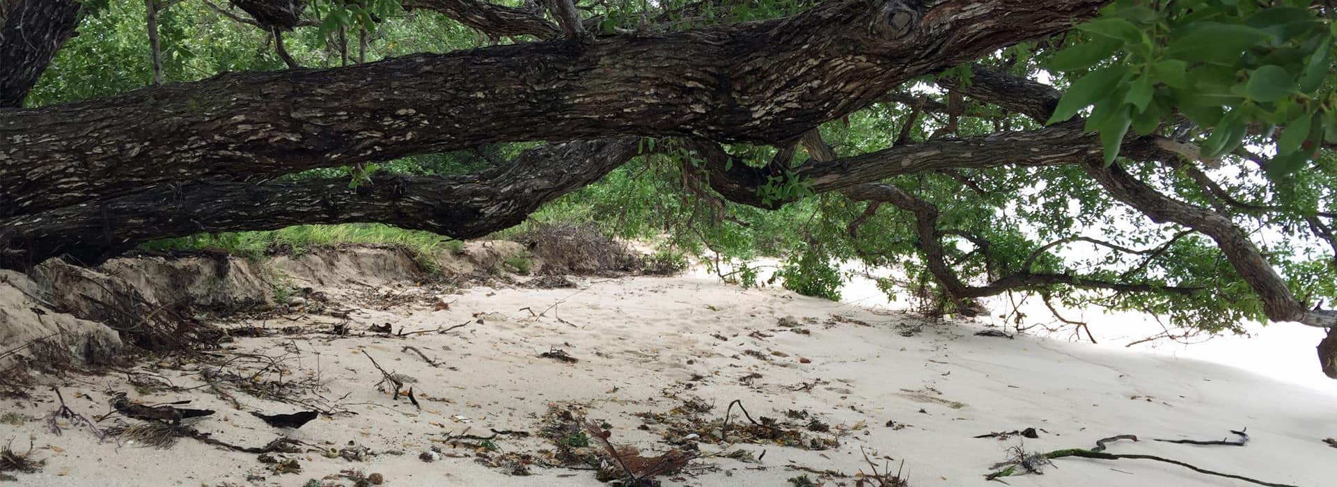 Large tree branch with green leaves laying horizontally over white sandy beach