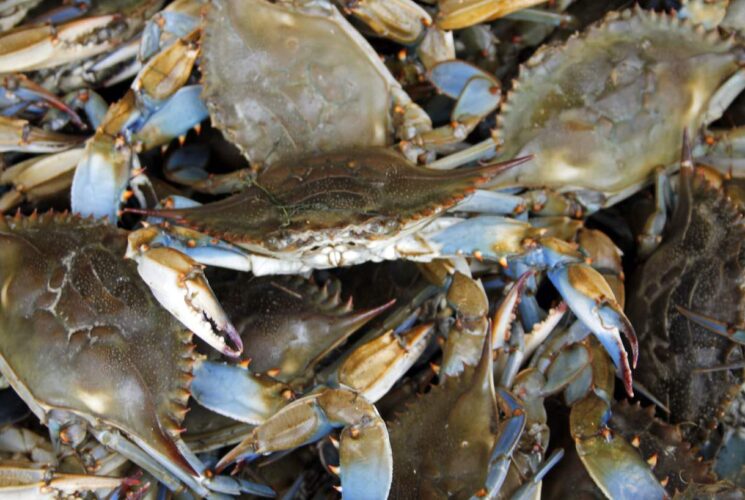 Close up view of a bunch of Chesapeake blue crabs