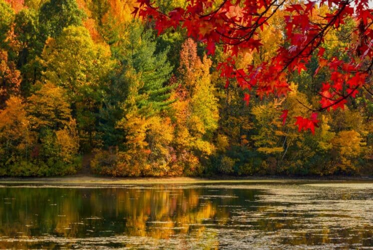 Red, orange, yellow, and green trees next to a small body of water